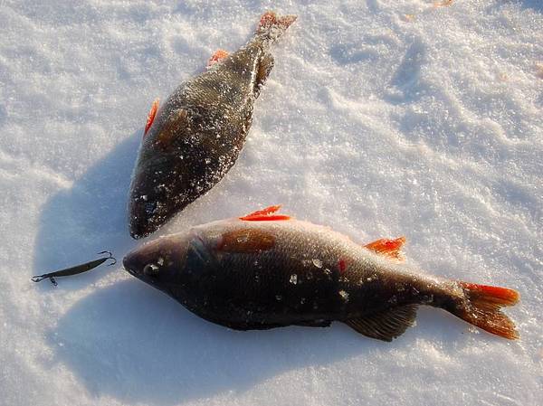 Изображение Фото: Яншевского Андрея.