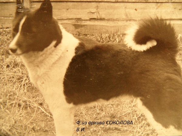 Изображение Тайга 1663 р.70 от Сигнала Курюкина и Белки Васенина.Вл.Васенин Н.Н.