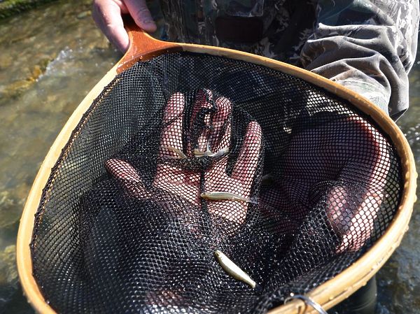 Изображение Такой размер малька самый приемлемый для ловли. Фото: Геннадий Шеляг. 