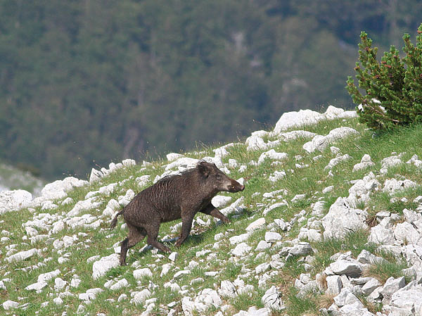 Изображение Кабан прекрасно чувствует себя в условиях горной местности и может достигать впечатляющих размеров. ФОТО SHUTTERSTOCK 