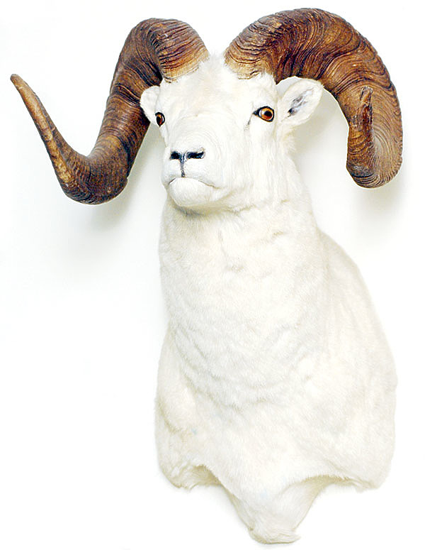 Изображение Шлем «Бараны Северной Америки» включает 4 вида животных: барана Далла, барана Стоуна, толсторога Скалистых гор и мексиканского пустынного толсторога.  Фото Антона Журавкова 