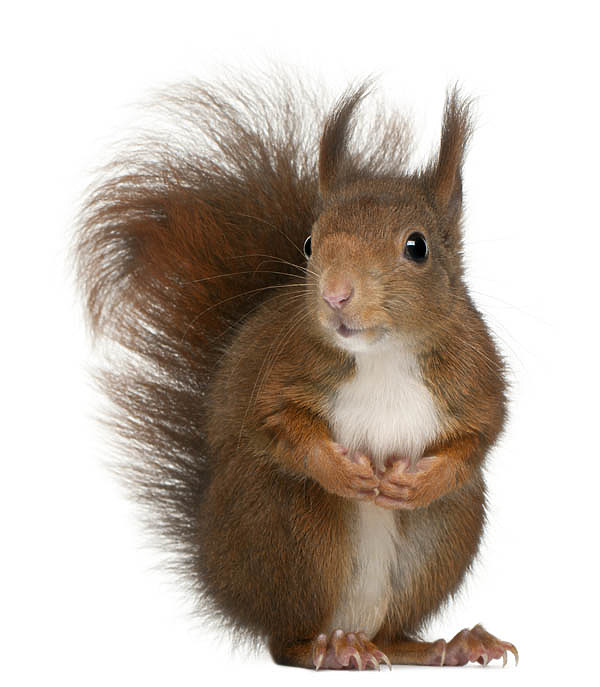 Изображение Фото: Fotolia.com