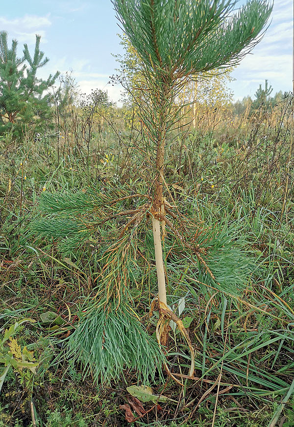 Изображение Во время гона самцы дерутся не только с соперниками, но и с деревьями. Фото автора.
