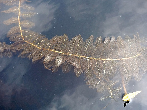 Изображение Трава под узор которой мимикрировал змееголов. Фото: Кузнецова Евгения.