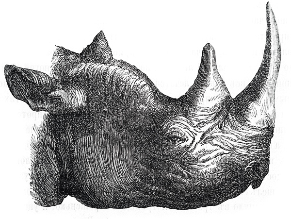 Изображение Иллюстрация из книги