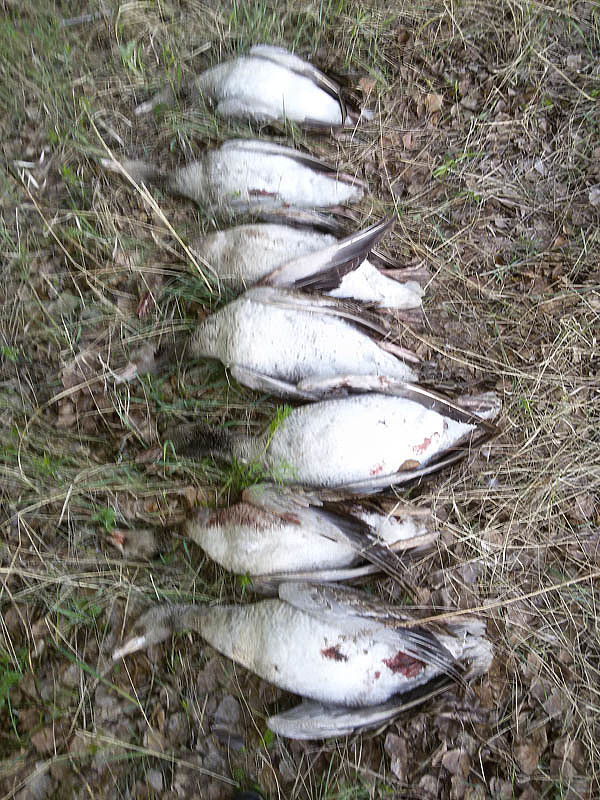 Изображение фото: Алексея Стефановича 