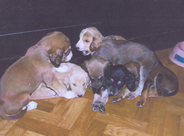 Изображение Выборзки из МООиРа псевдобакхмули разноцветные 