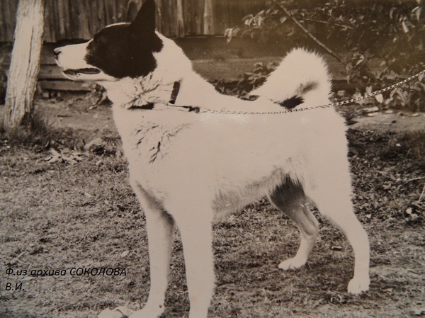 Изображение Анчар р.64г. от Тузика и Чары. Вл.Мельников А.П.