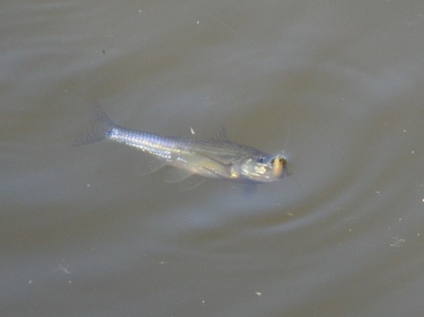 Изображение Присутствие пескарей в пруде – показатель хорошего качества воды. Фото: Шеляга Геннадия.