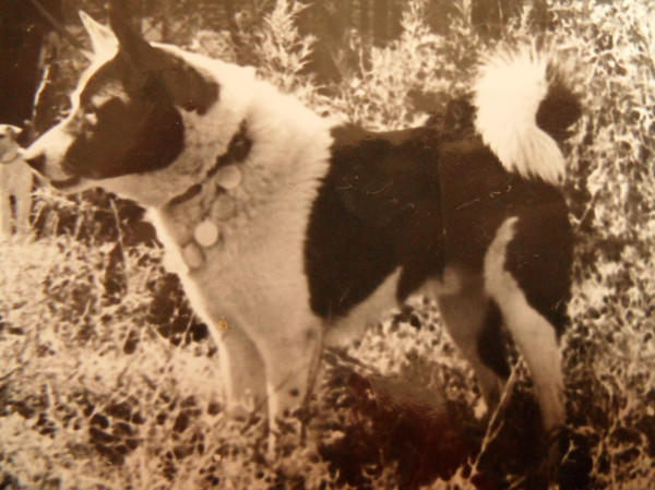 Изображение Дик 1271 Скворцова Ю.В.