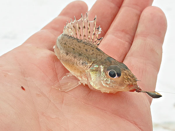 Изображение Фото: Алексей Мурашко. 