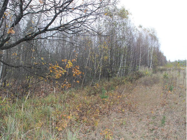 Изображение Граница леса и поля - место высыпки. Фото: Сергея Фокина 