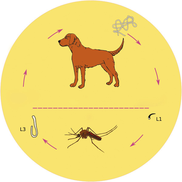 Изображение Фото Anka Friedrich/wikipedia.org