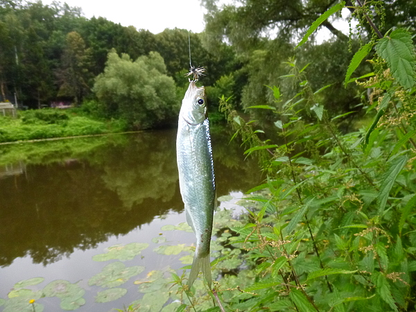 Изображение Чем мельче мушка, тем больше поклевок. Фото автора. 