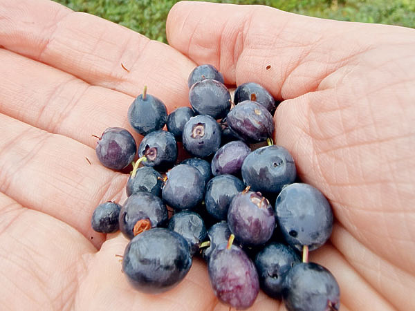 Изображение Голубика в достаточном количестве встречается лишь во влажных низинах. Фото автора. 