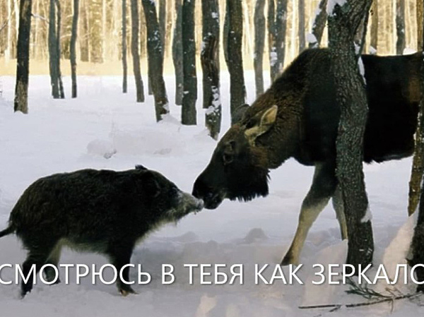 Изображение источник: newostrie.ru