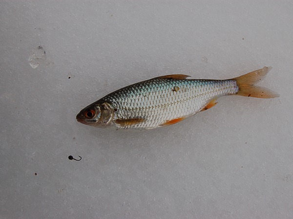 Изображение Фото: Яншевского Андрея. 