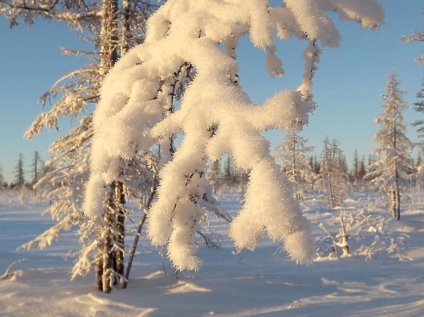 Изображение ФОТО: Степан Сивцев