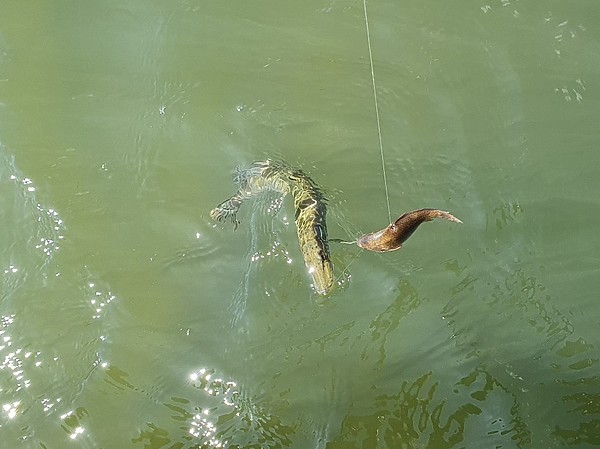 Изображение Первая, попавшаяся на живца щука. Фото: Геннадий Шеляг.