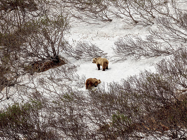 Изображение Камчатка — медвежий край, но нужный экземпляр приходится поискать. ФОТО SHUTTERSTOCK