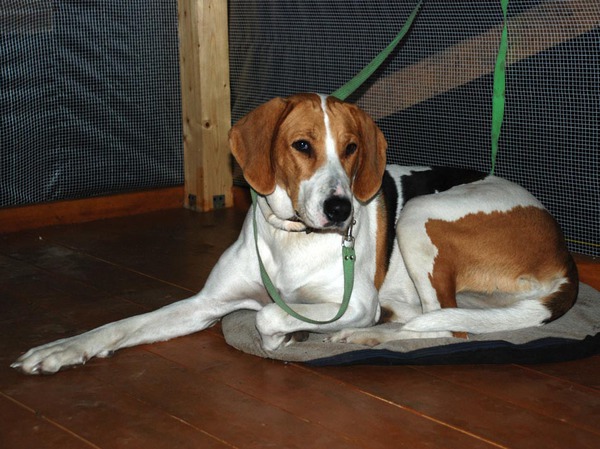 Изображение Наш найденыш РПГ Дара. Во время дождя отвел собаку в строящуюся беседку. Фото Сёмина Михаила