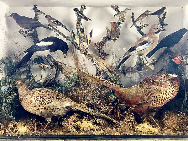 Изображение ФОТО BIODIVLIBRARY/FLICKR.COM (CC BU 2.0)