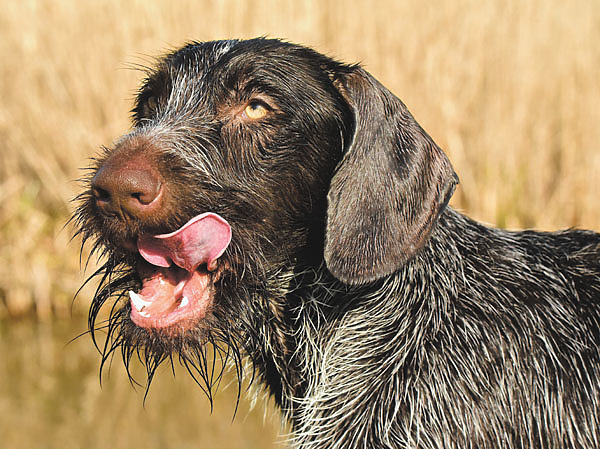 Изображение Фото Pixabay