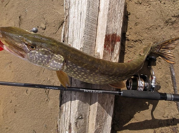 Изображение Фото: Коломийца Алексея.