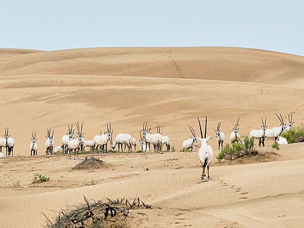 Изображение Вид аравийских ориксов, пасущихся в пустыне, скоро станет привычным для ОАЭ. Фото автора.