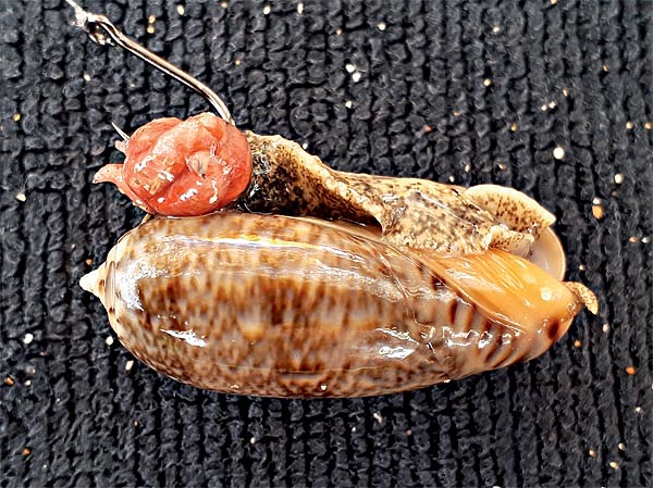 Изображение Один из сотен видов брюхоногих моллюсков, обитающих в Индийском океане, оказался нашей добычей наравне с рыбой. Фото: Андрей Рыбаков.