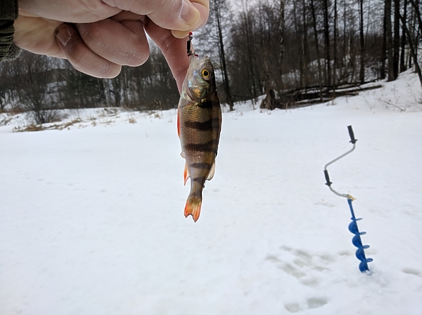 Изображение Второй окунек. Фото: Трембицкого Алексея. 