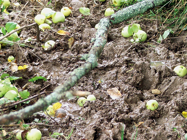 Изображение Яблоки и желуди — одно из любимых кабаньих лакомств. ФОТО ДМИТРИЯ ВАСИЛЬЕВА 