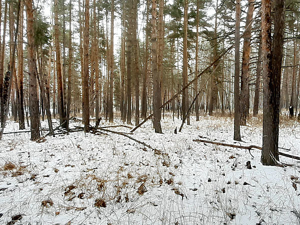 Изображение Охотиться в сосновом лесу — одно удовольствие. Хороший обзор дает возможность заранее увидеть зверя и прицельно выстрелить. Фото автора.
