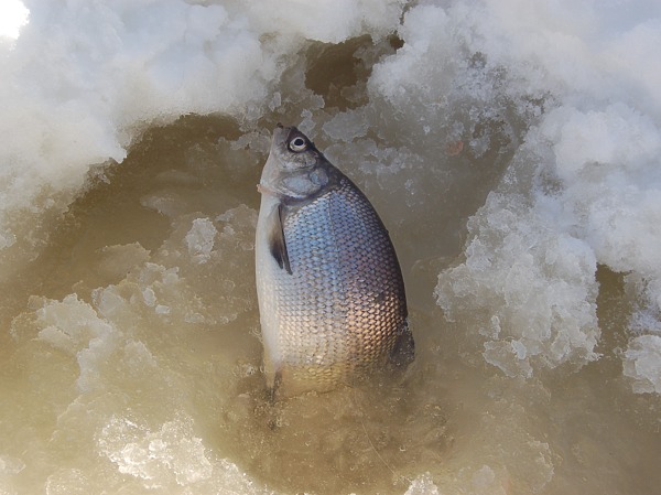 Изображение Фото: Яншевского Андрея. 