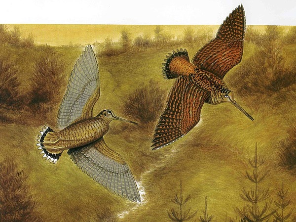 Изображение Художник Пиеро Россе. Иллюстрацию предоставил Петр Зверев.