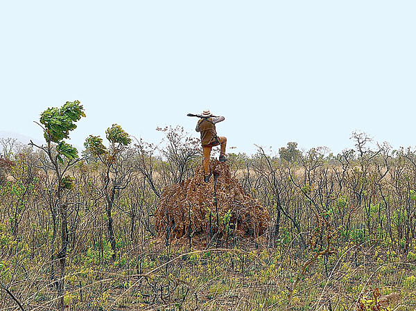 Изображение Когда в саванне трава в полный рост, термитник — отличное место для
наблюдения. Фото автора.