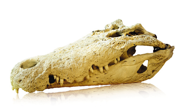 Изображение 1,78 метра составила длина одного из найденных черепов ископаемых крокодилов. По своей величине это чудовище уступало ненамного всего лишь трем хищным динозаврам. 