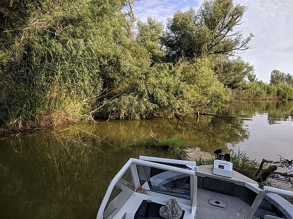 Изображение В коряжнике. Фото: Трембицкого Алексея.