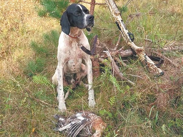 Изображение Бэтмен Блэк Файер вл. Т.В. Комаров — полевой победитель Кубка Дона – 2019. Фото автора. 