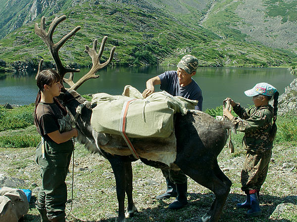 Изображение Помимо работ по охране толсторога специалисты проводят мероприятия по поддержке оленеводства.     Фото автора. 