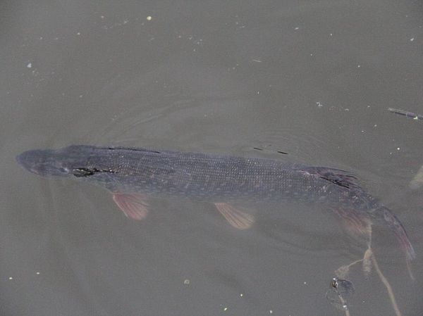 Изображение Фото: Яншевского Андрея. 