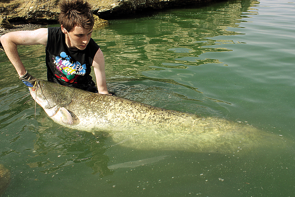 Изображение Крупного сома безопасно брать за нижнюю челюсть, надев заранее прочную рукавичку. 