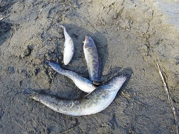 Изображение Фото: Александр Токарев.