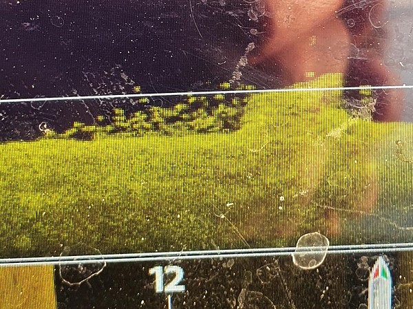 Изображение Так выглядит затопленный плот со стаей леща. Фото: Коломийца Алексея. 