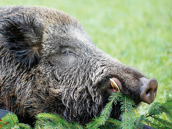 Изображение Карабин хоть и полуавтоматический, остается классическим охотничьим. ФОТО: SHUTTERSTOCK 
