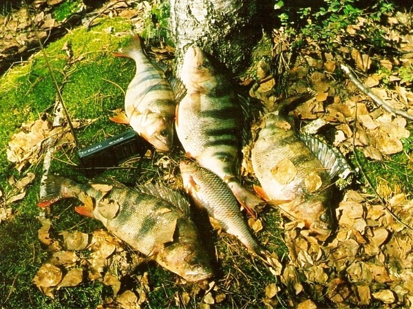 Изображение Фото: Александр Токарев.