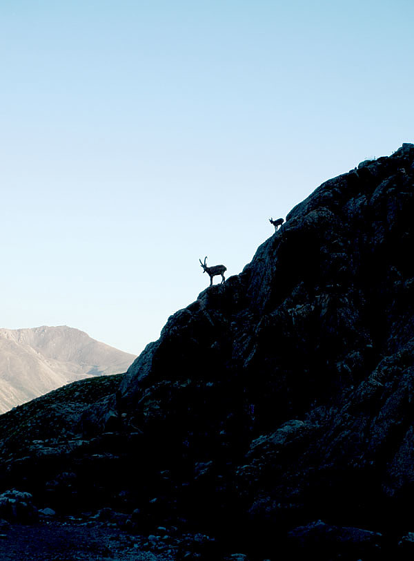 Изображение Силуэт козерога на склоне  пробуждает азарт и прибавляет сил. ФОТО SHUTTERSTOCK