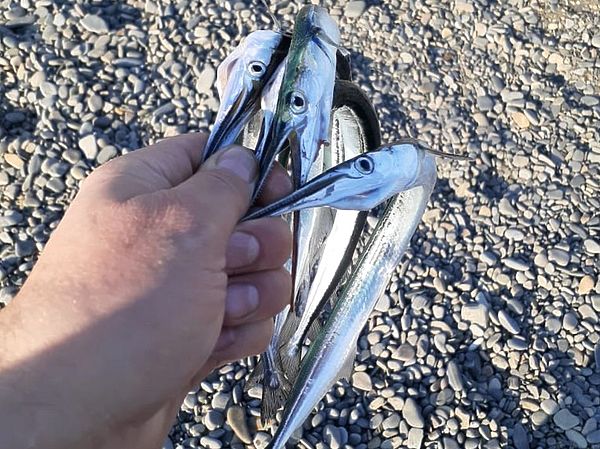 Изображение Не рот, а длинный пинцет с мелкими зубами. Фото: Евгений Кузнецов. 