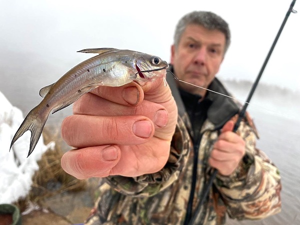 Изображение Канальный сом из вод Северной Америки тоже будущий кандидат на наших тарелках, потому что отлично растет в условиях аквакультуры. Фото: Евгений Кузнецов.