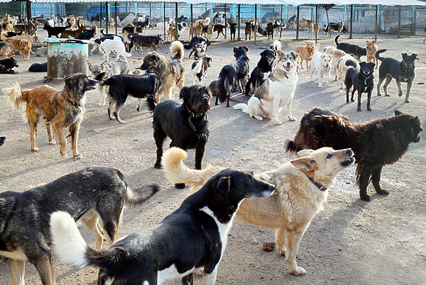 Изображение Давно назрела необходимость создания государственной системы решения проблемы бродячих животных. Фото: shutterstock